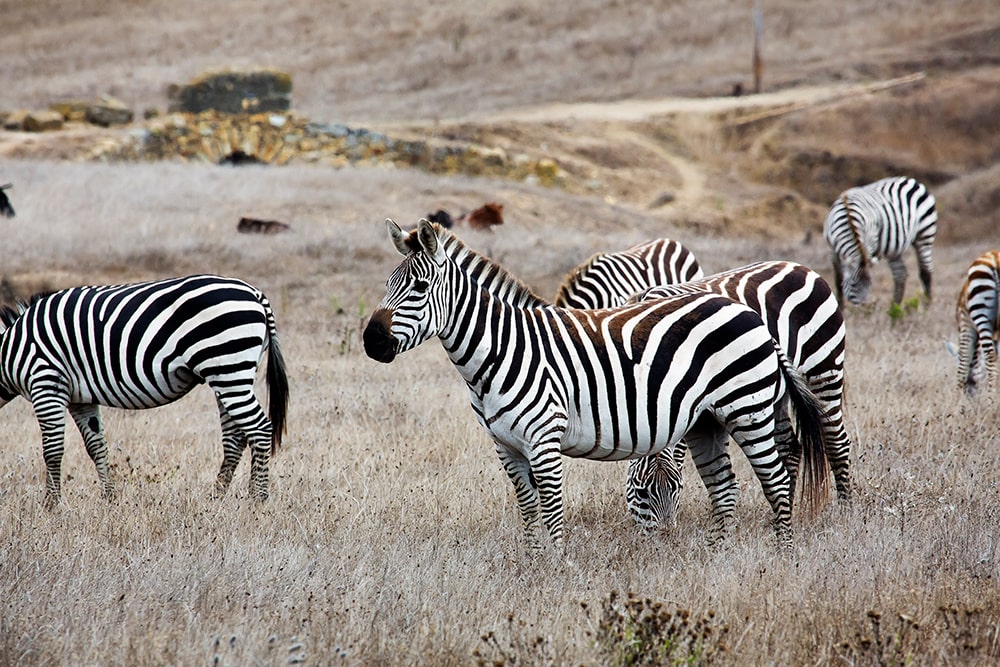 See the zebras in the fields surrounding Hearst Castle.