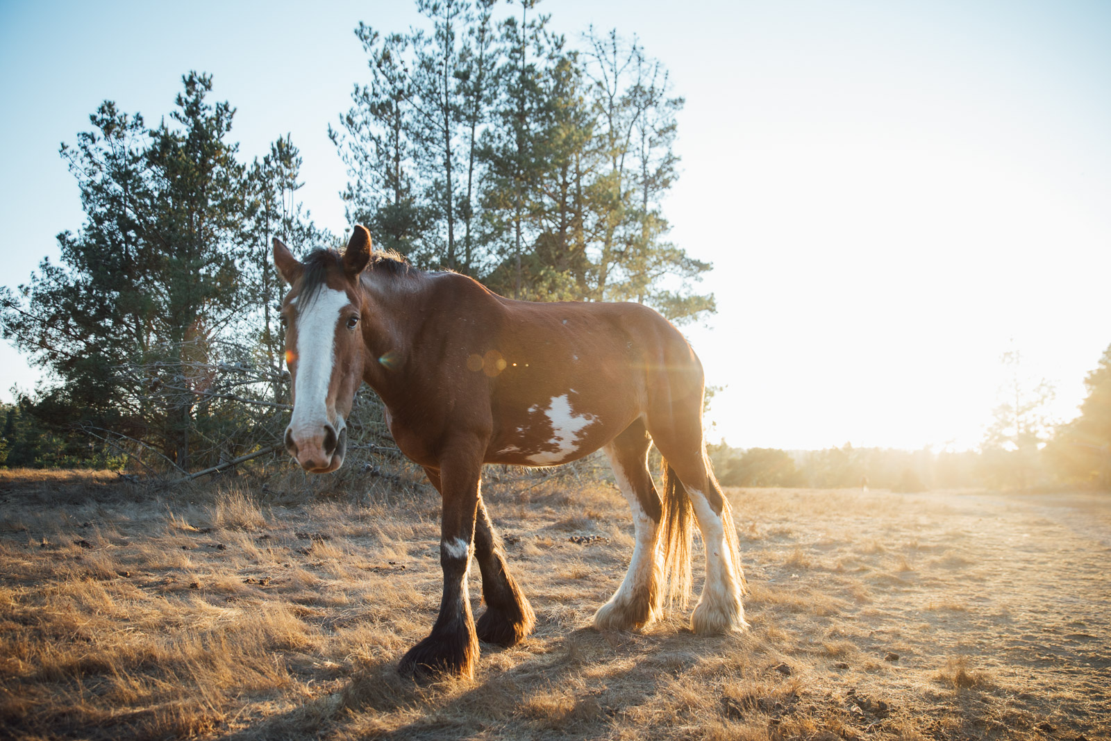 See the sights from atop a gentle giant at Covell's Clydesdale Ranch or Cambria Horseback.