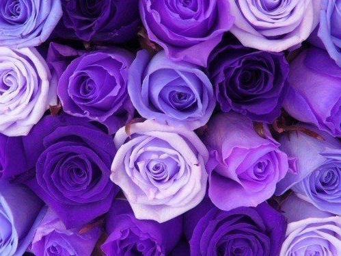 Shades of purple cut rose bundles are easy to arrange.Visit CFM's blog to watch a 3 minute video tutorial.