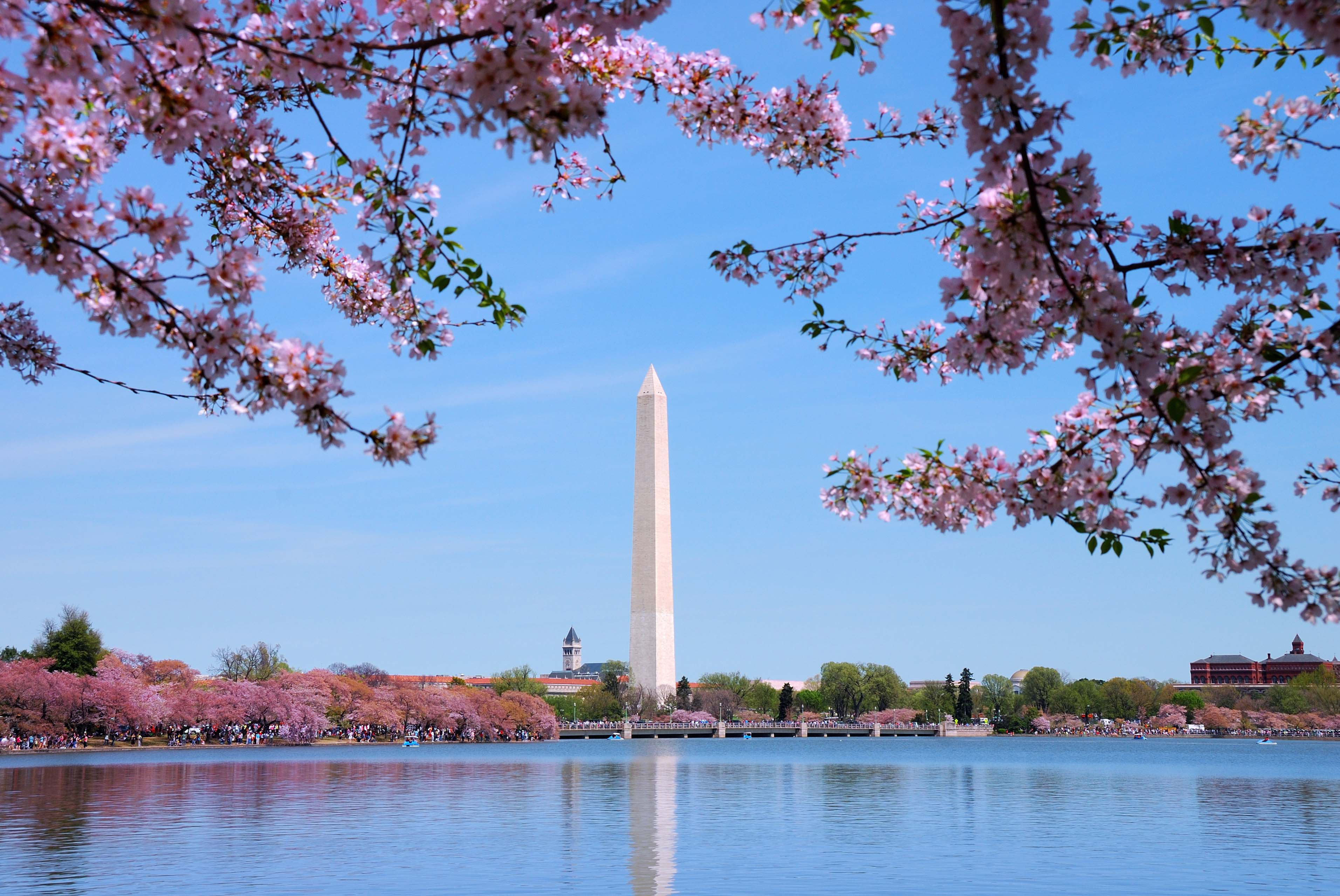 Cherry Blossom Bloom in Washington DC