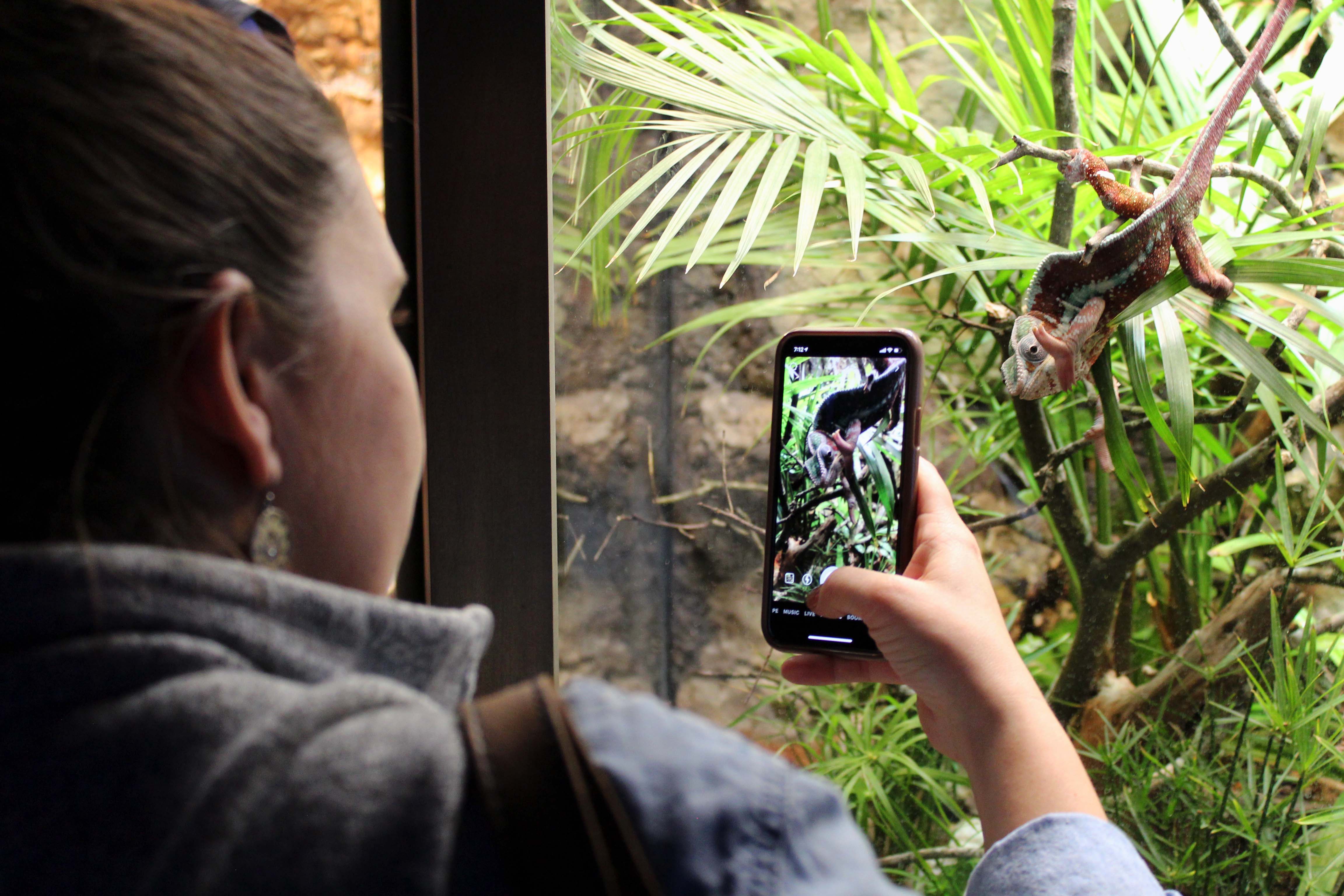 Terrestrial creatures, like the Panther Chameleon, are popular with Aquarium guests.