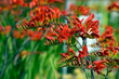 Crocosmia is a hummingbird magnet, makes outstanding cut flowers and can provide a vivid splash of color to containers.
