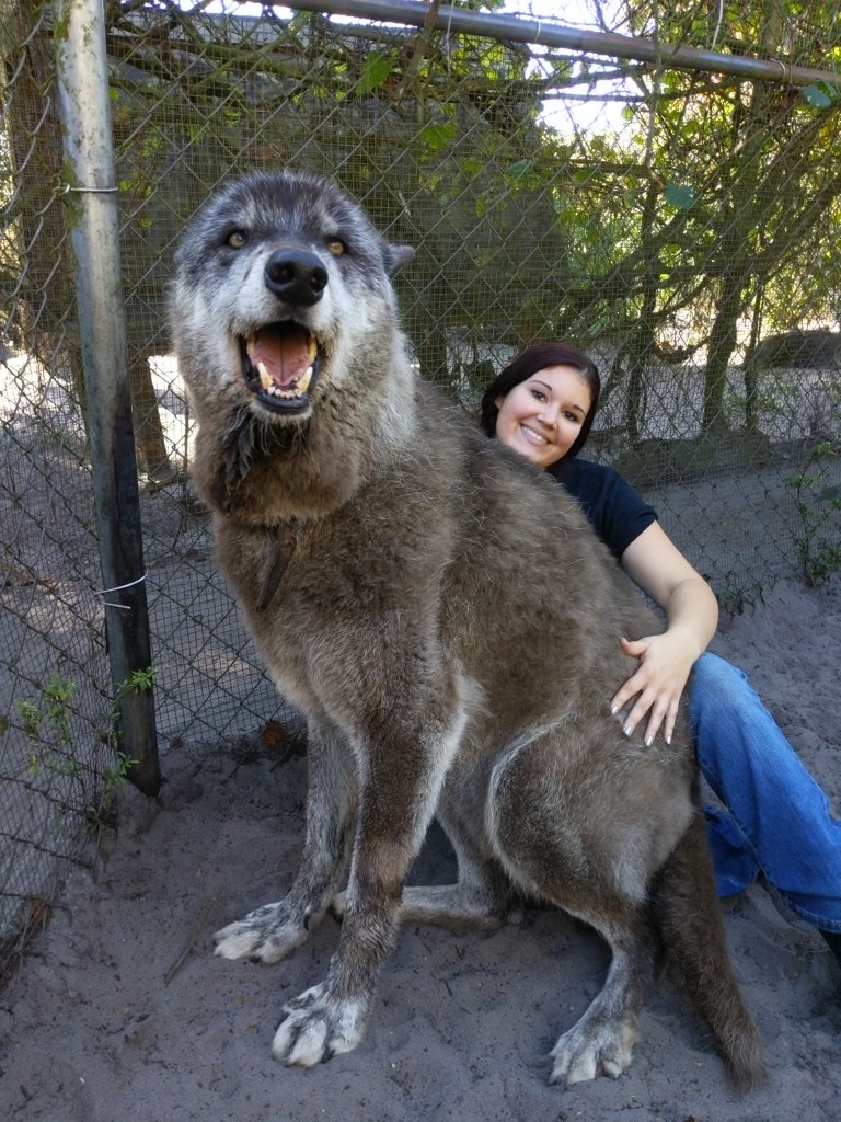 Yuki the Giant Wolfdog