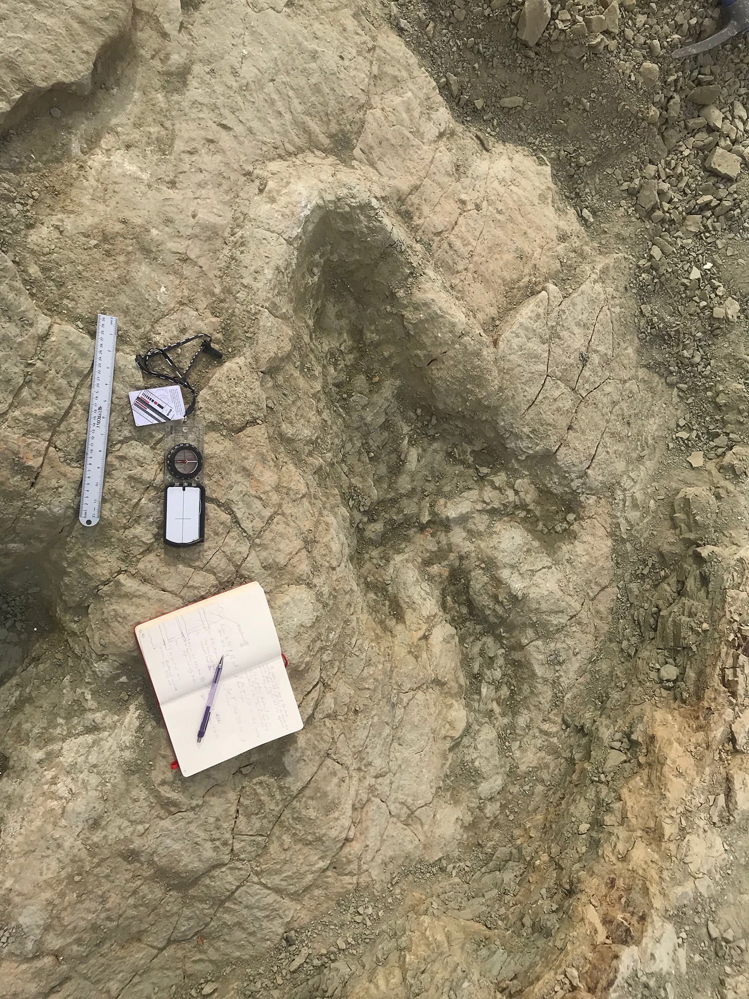 Theropod's footprint