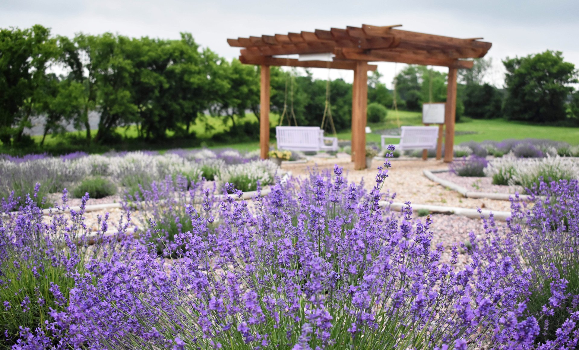 New Life Lavender & Cherry Farm offers soothing scents, pastels and memorable flavors.
