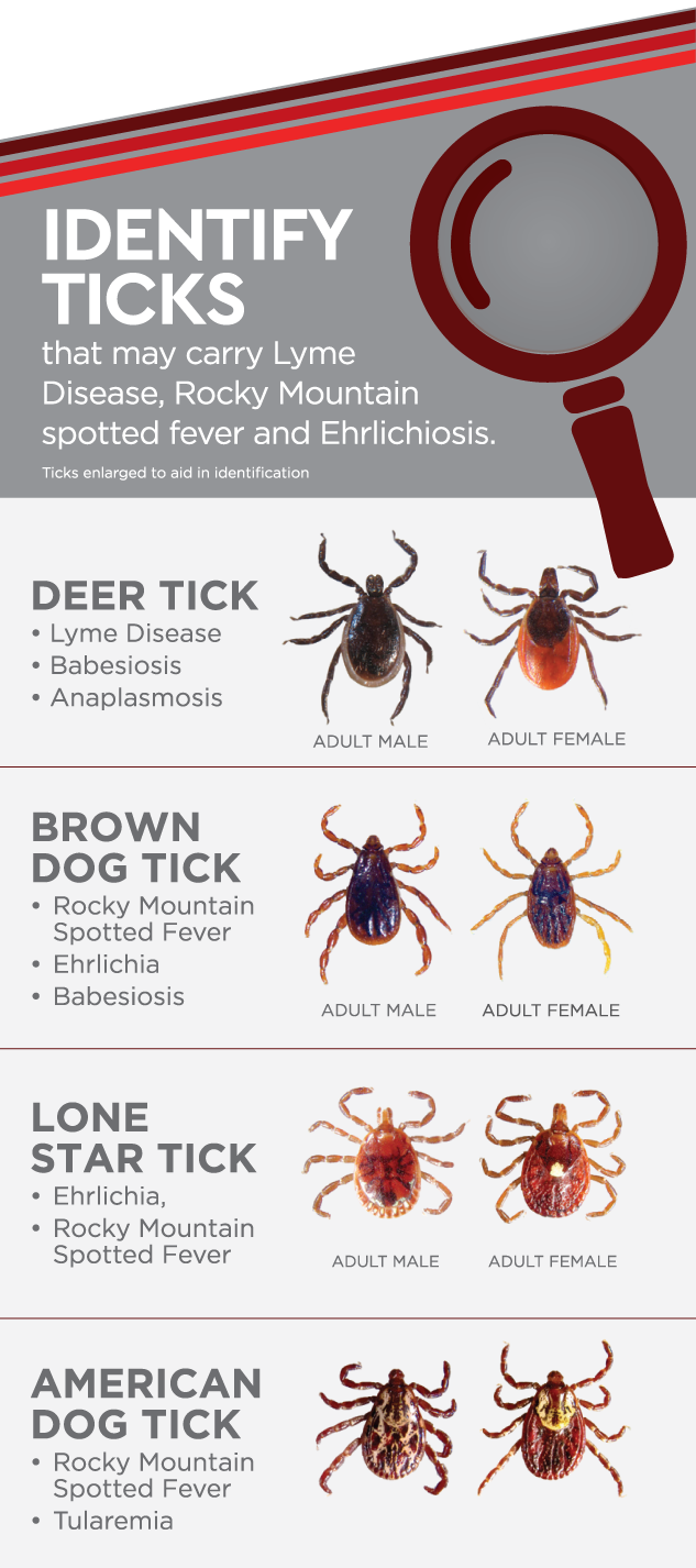 Tick Population Rising in Many Areas, Resulting in Surge of Lyme ...