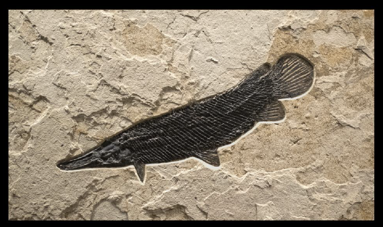 Fossil Gar Fish. Image courtesy of Wilensky Gallery and Green River Stone Company