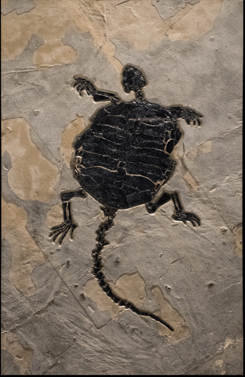 Rare Historic Turtle Fossil. "Baena Arenosa." Image courtesy of Wilensky Gallery and Green River Stone Company