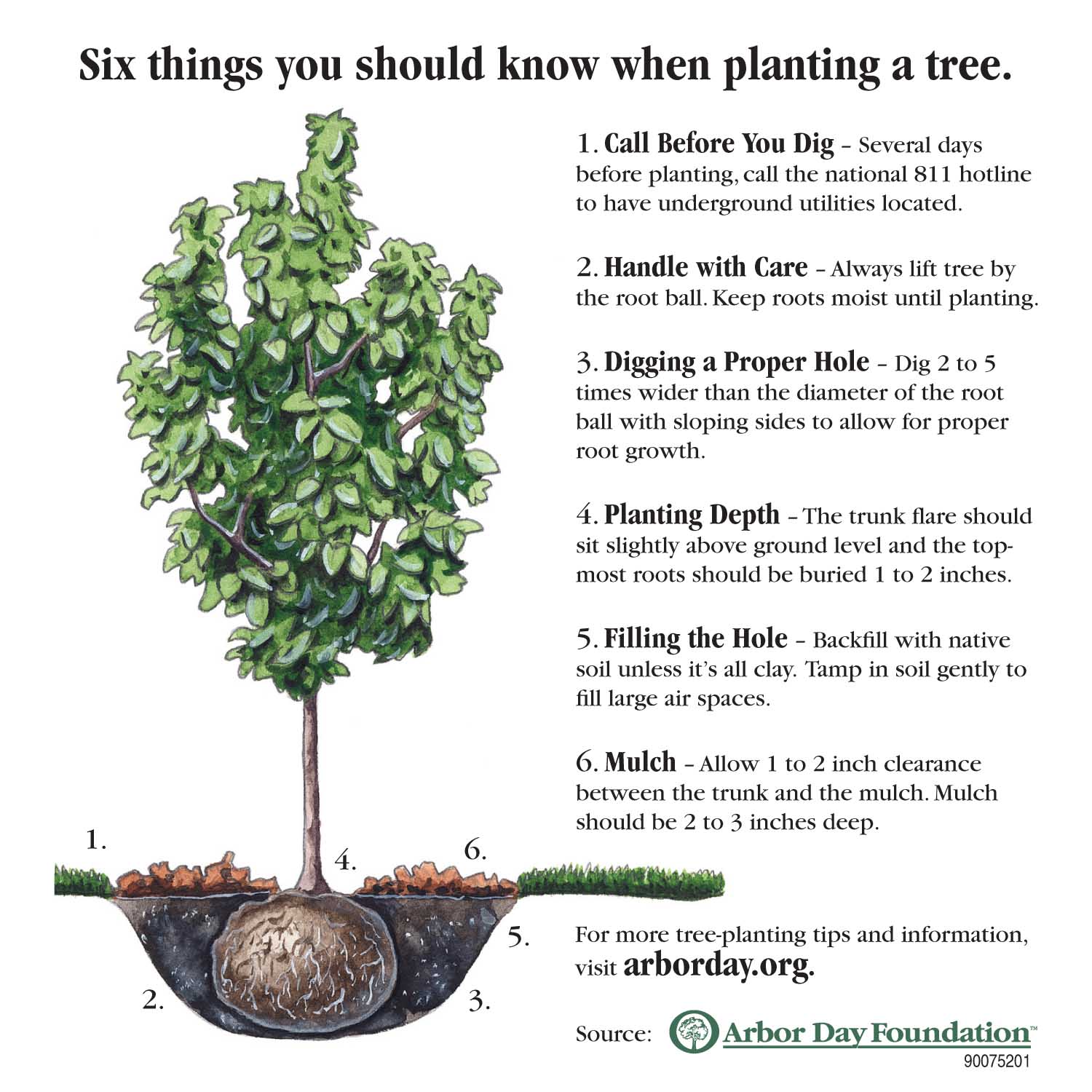The Arbor Day Foundation has all the information you need for successful tree planting on its website, www.arborday.org.