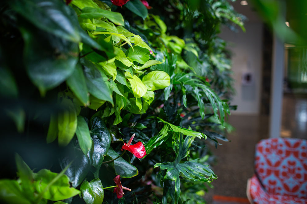 The plants in the LiveWall naturally reduce humidity and cool the air.