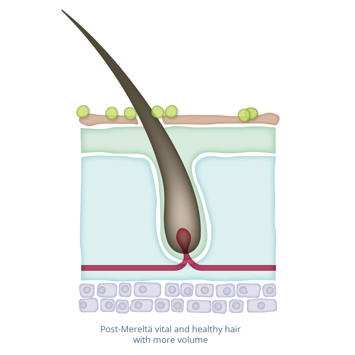 Image depicting vital and healthy hair post-Mereltä use.