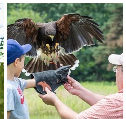 ZipZone Outdoor Adventures partners with Ohio School of Falconry for a day of flight fun and learning.