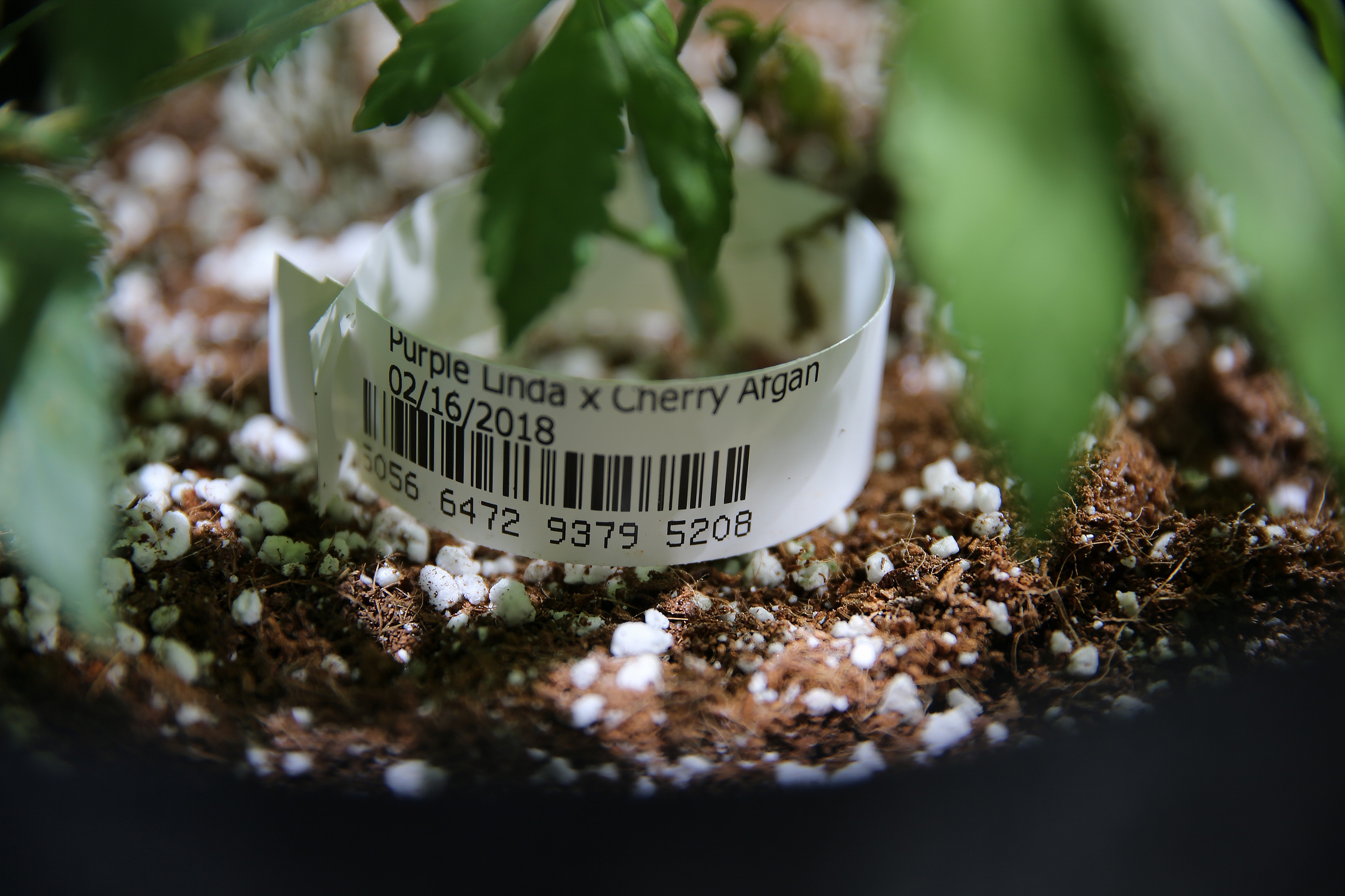 Cannabis is tagged and tracked from seed to sale at AltMed Florida.