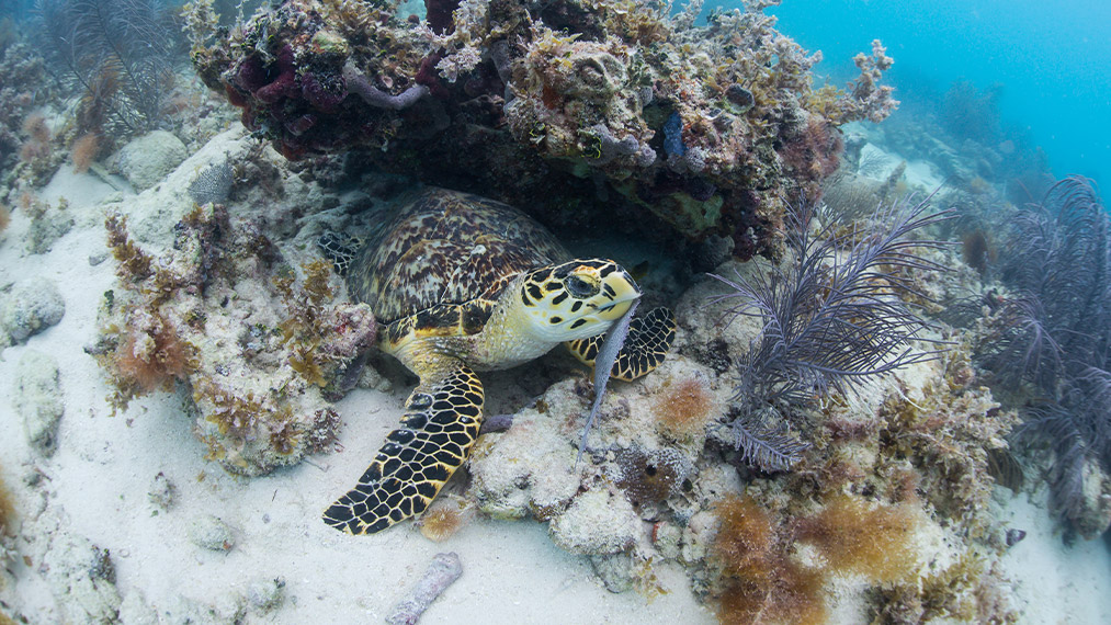Turtle Swimming In Coral Reef