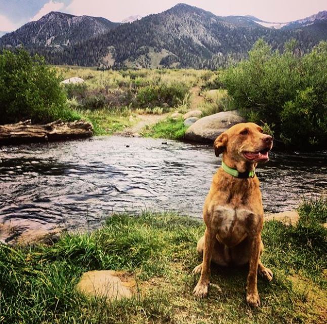 The Sierra Nevada Resort is conveniently located just a few miles from popular dog-friendly hikes, lakes and rivers to explore.