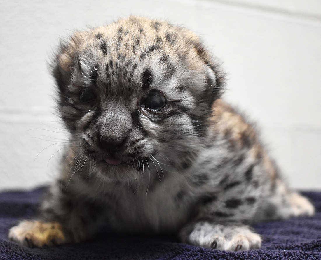 The snow leopard cub at 2 weeks old.
