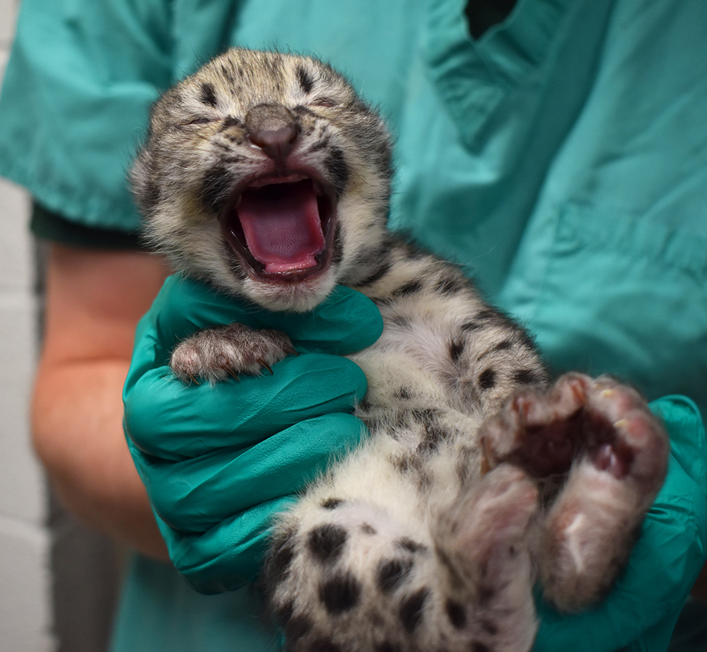 The snow leopard cub at three days old.