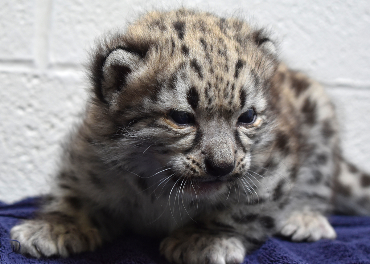 The snow leopard cub at 3 weeks old.
