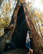 Explore the Grove of Old Trees in Sonoma County