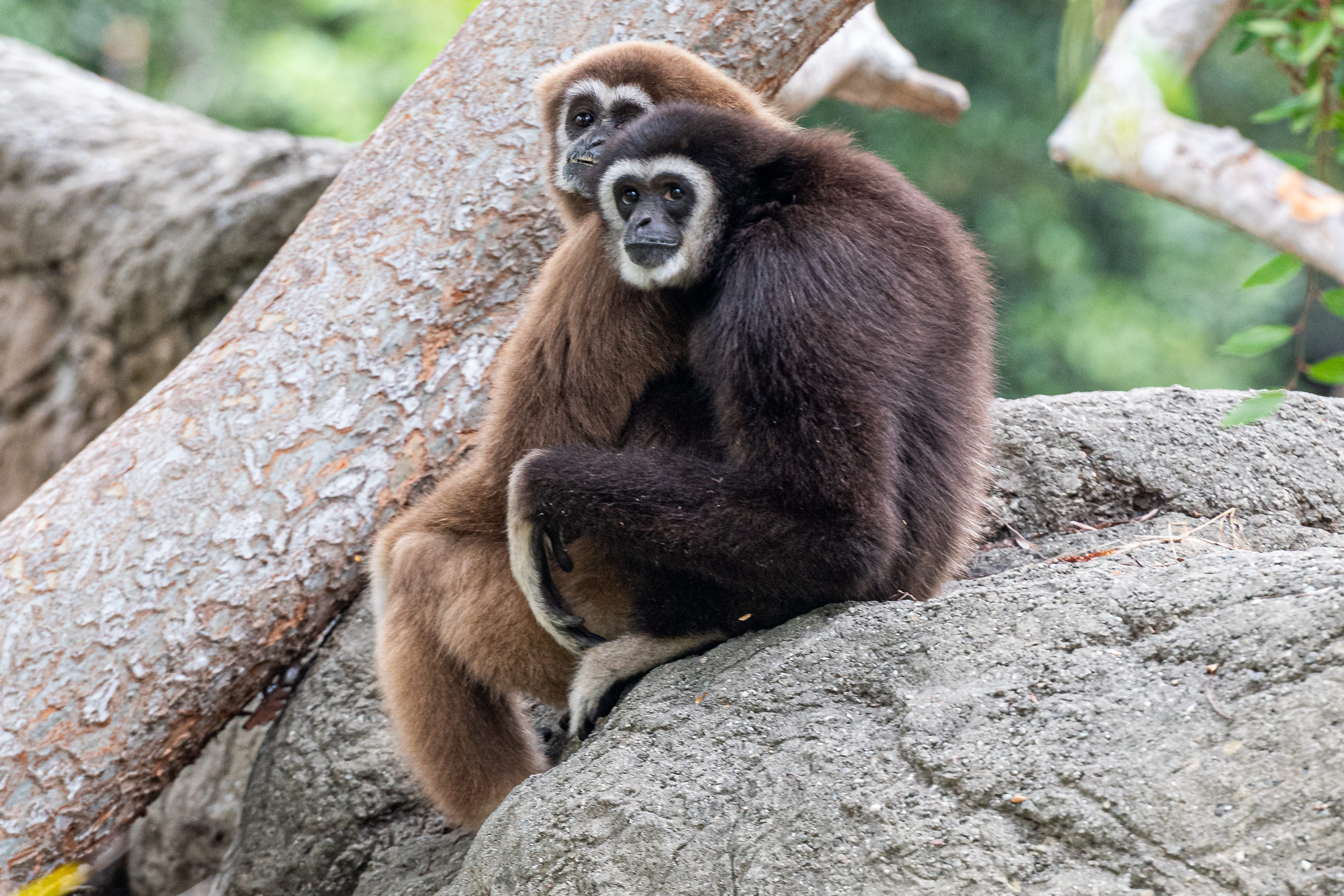 Rainer (male; right) and Mei (female; left)