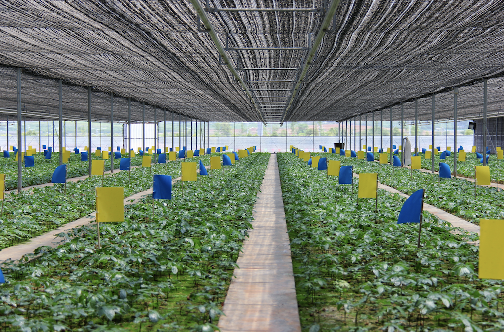 GAP Certified Notoginseng Farm