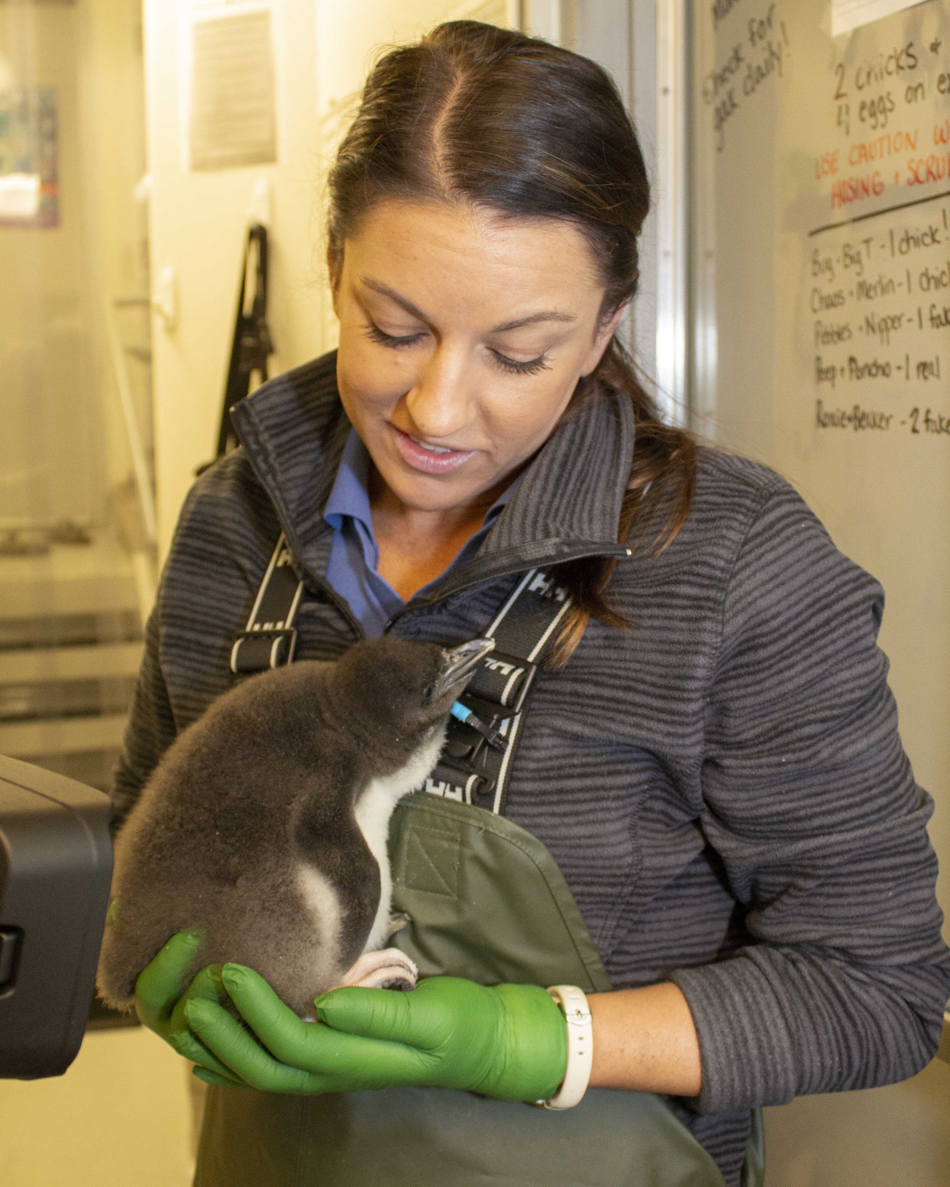 Holly Gibson, TN Aquarium Animal Trainer Presenter II, holds the baby Macaroni Penguin. Credit: Thom Benson