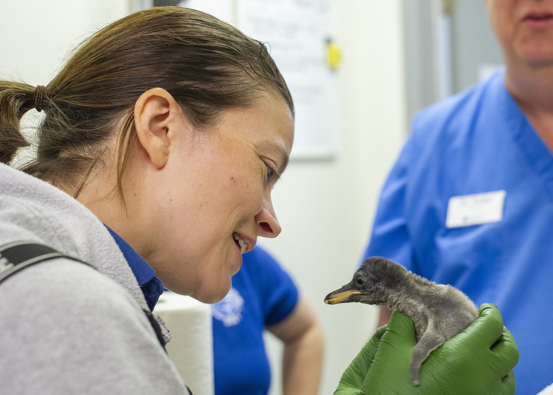 Tennessee Aquarium Senior Aviculturist Loribeth Lee holds the baby Gentoo Penguin. Credit: Casey Phillips