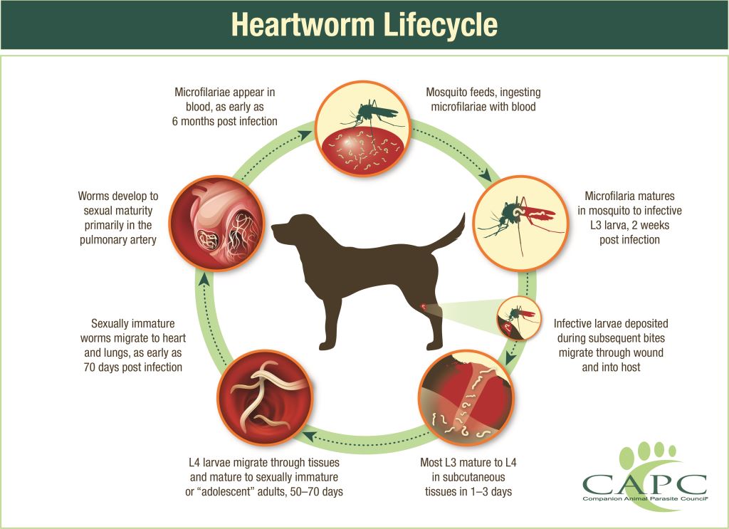 Heartworm Lifecycle from CAPC