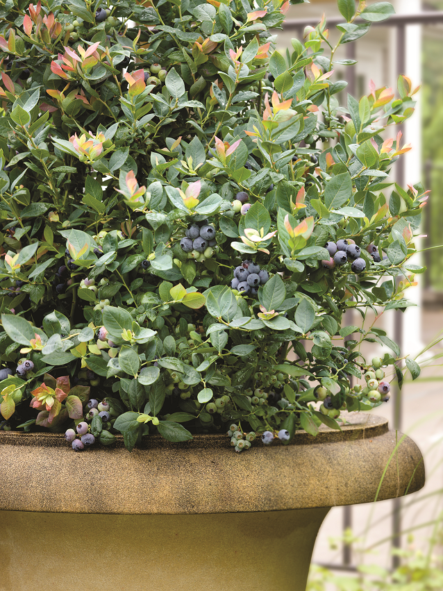 Pink Icing blueberry has breathtaking foliage colors and large, robust flavored berries. In spring, the foliage has many shades of pink, mixed with blue and deep greens.