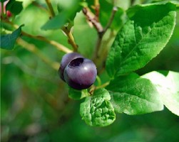 The small, dark huckleberries, foraged where they grow wild in the Rocky Mountain West, peak in Wyoming’s late summer season, inspiring Brooks Lake Lodge’s new special (photo by ©Farmerjulie/Idaho).