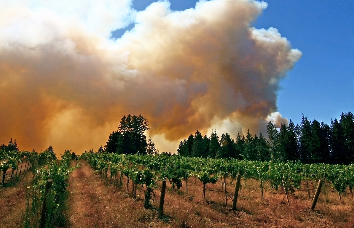 Winery & Wine Appraisals  is currently working with law firms bringing "Smoke Taint" claims forward on behalf of wineruies.