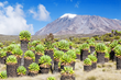 Strange fauna on Kilimanjaro. Shutterstock.