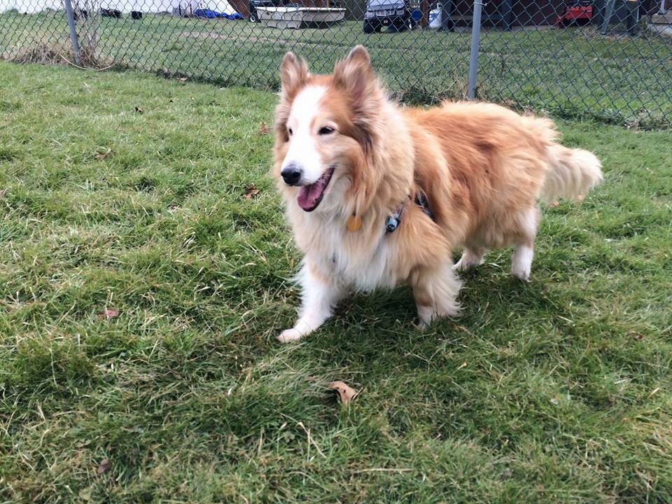 Tobey, the dog who's passing inspired John Scargall to record and release "Send My Fur Angel".