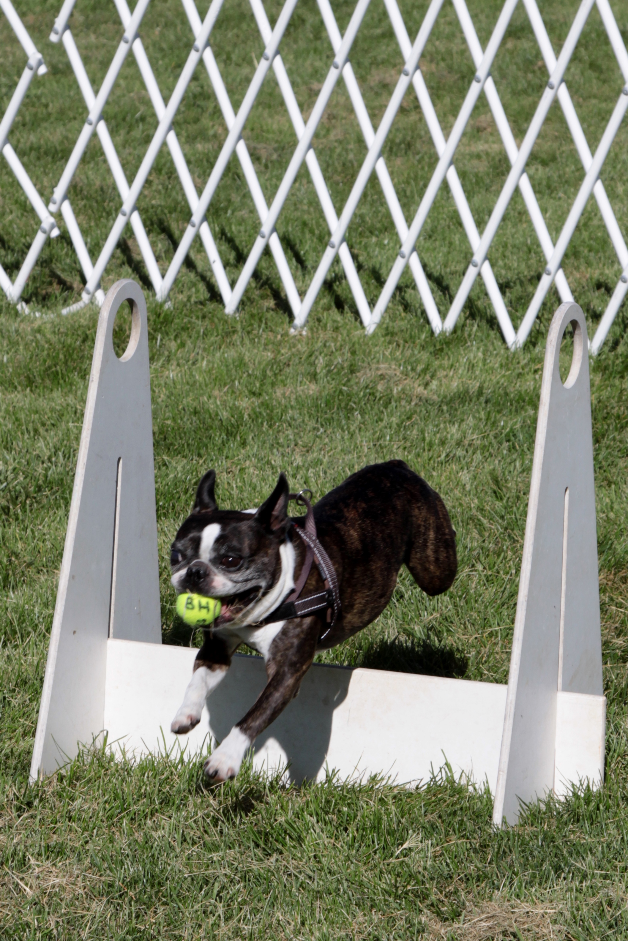 Bark in the Park” – Bark is Back!! – San Jose Downtown