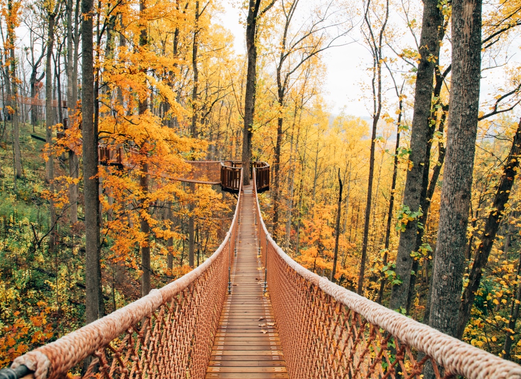 After the sun sets on Anakeesta’s Treetop Skywalk, guests on the 16 skybridges will be suspended in darkness and experience the NEW Firefly Forest with thousands of “fireflies” pulsating below.