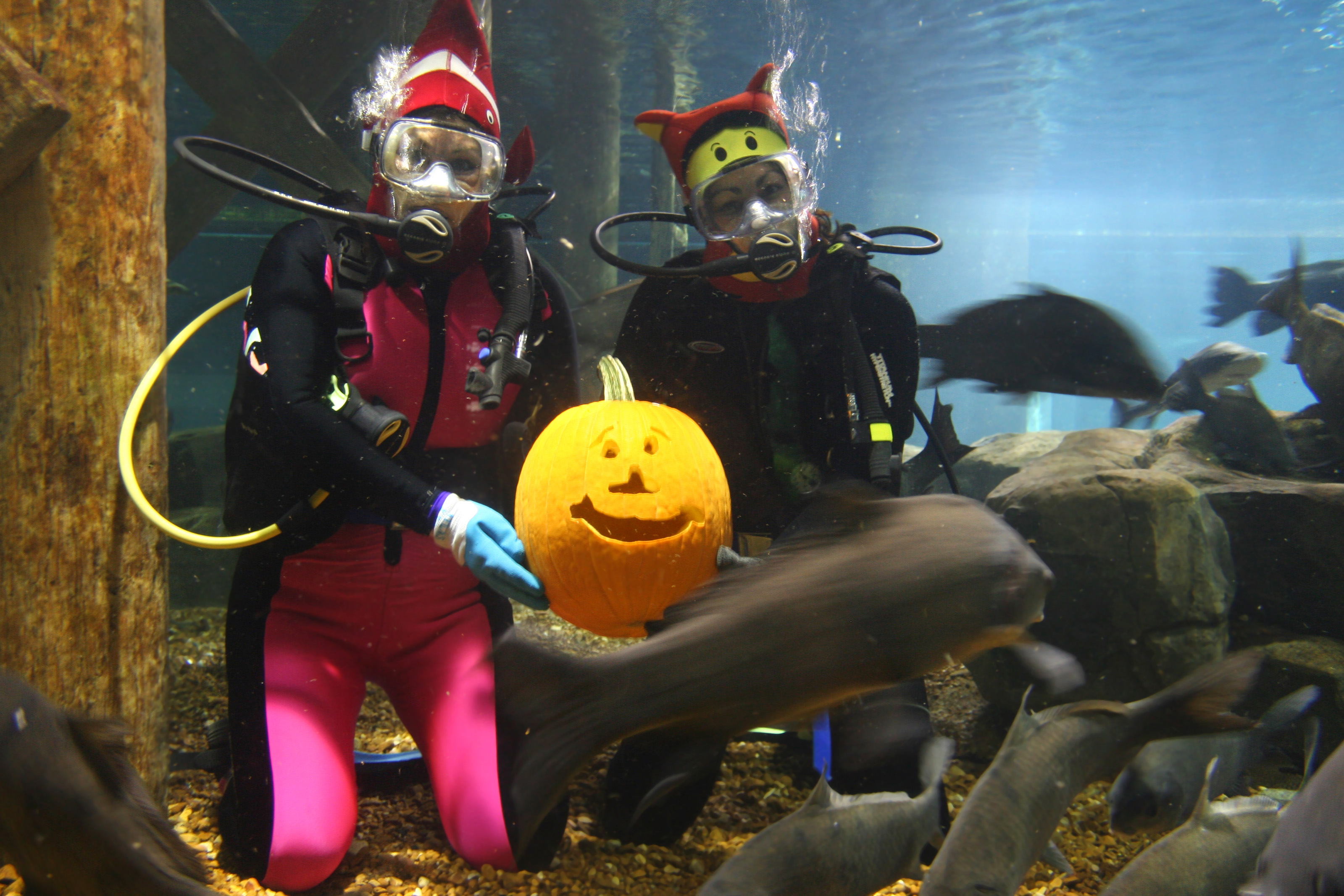 Divers at the Tennessee Aquarium show off a pumpkin carving underwater.