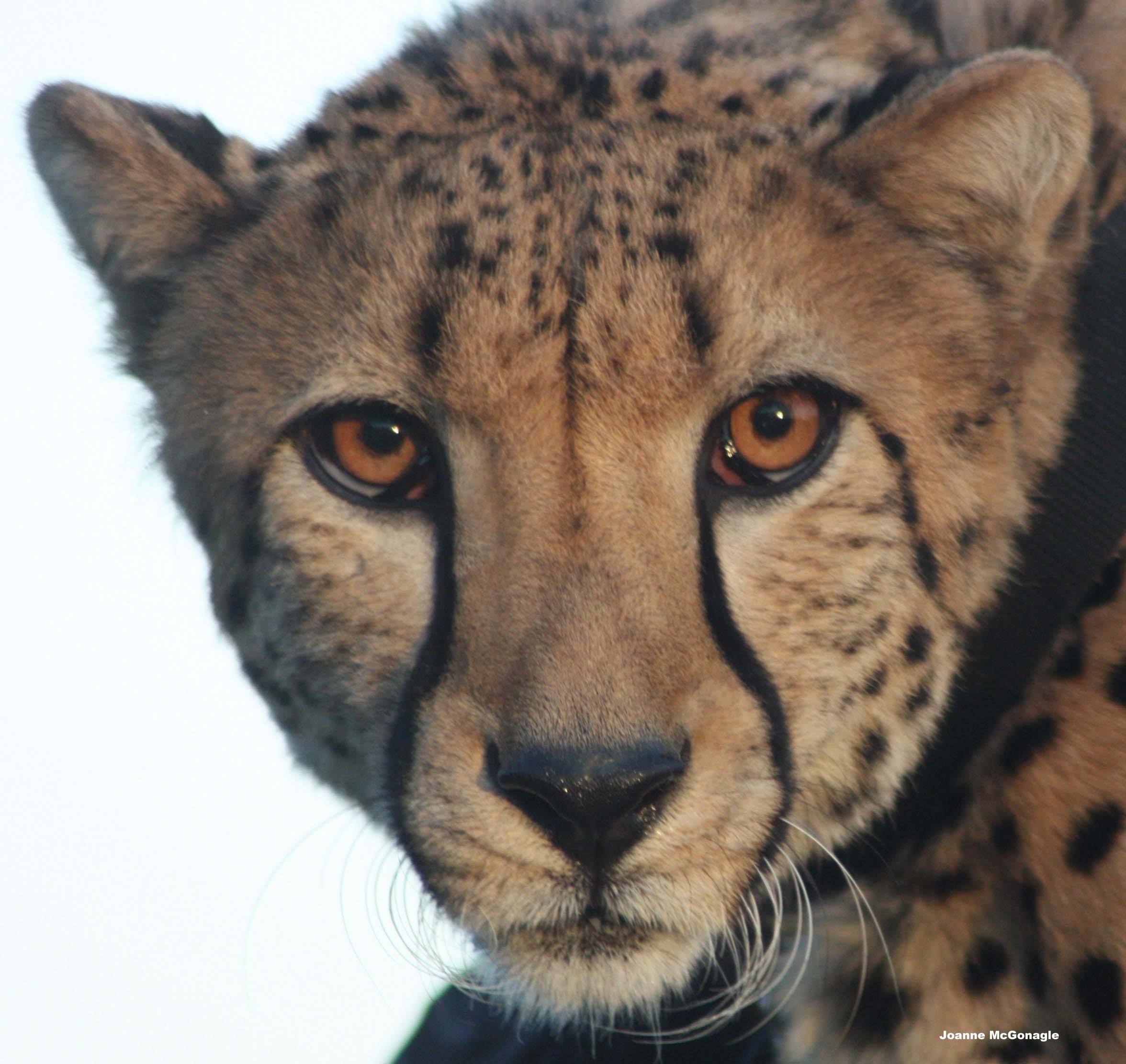 Triple T Studios Vanishing Species Cheetah Tote