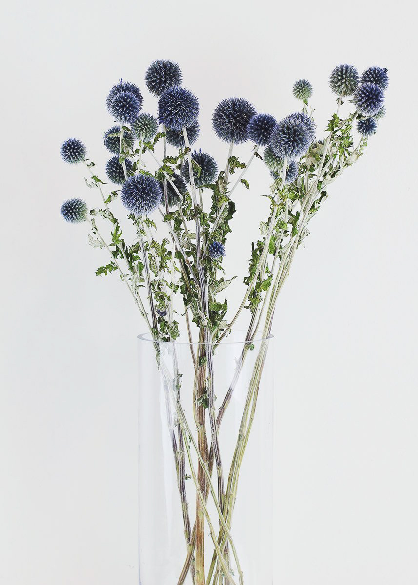 Dried Blue Thistle