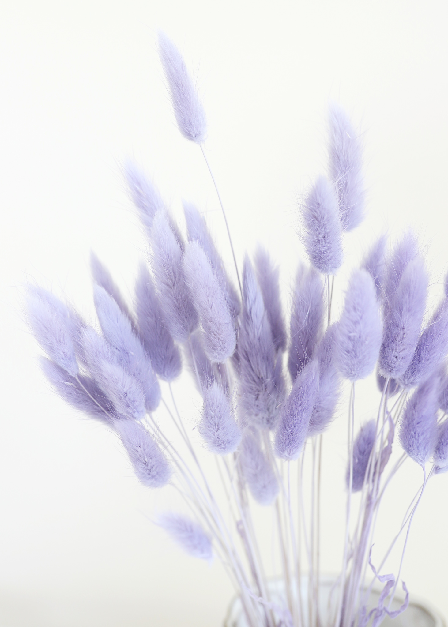 Lavender Bunny Tail