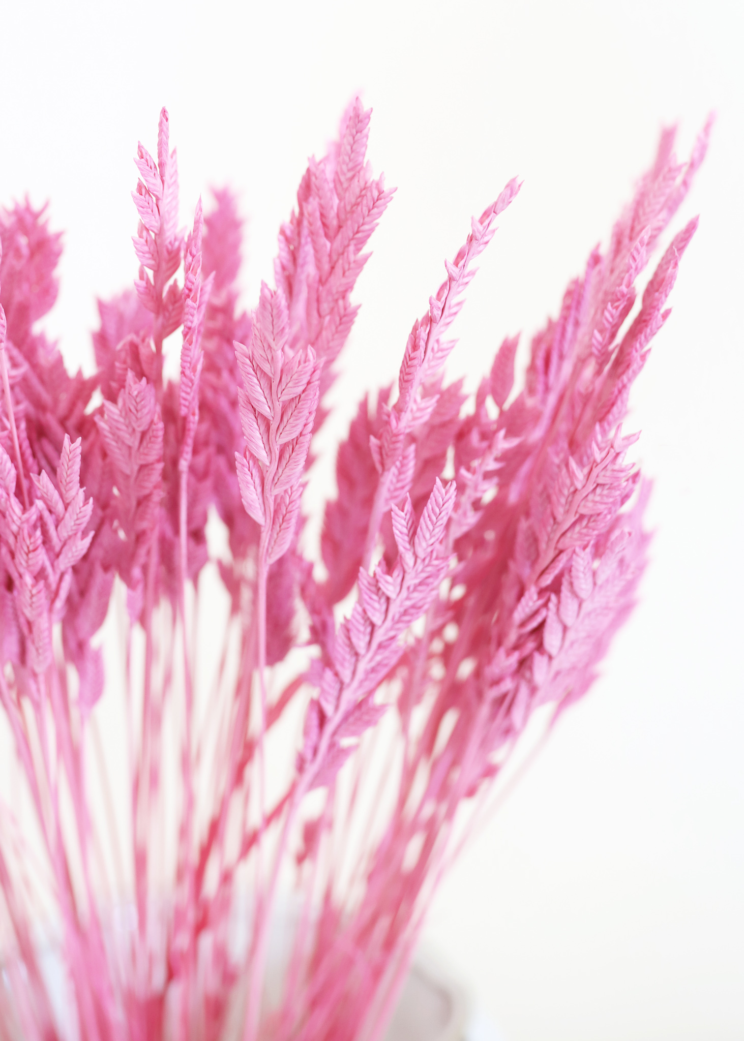 Pink Arrow Grass