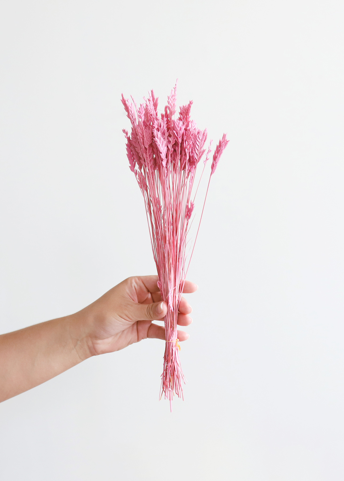 Dried Pink Arrow Grass