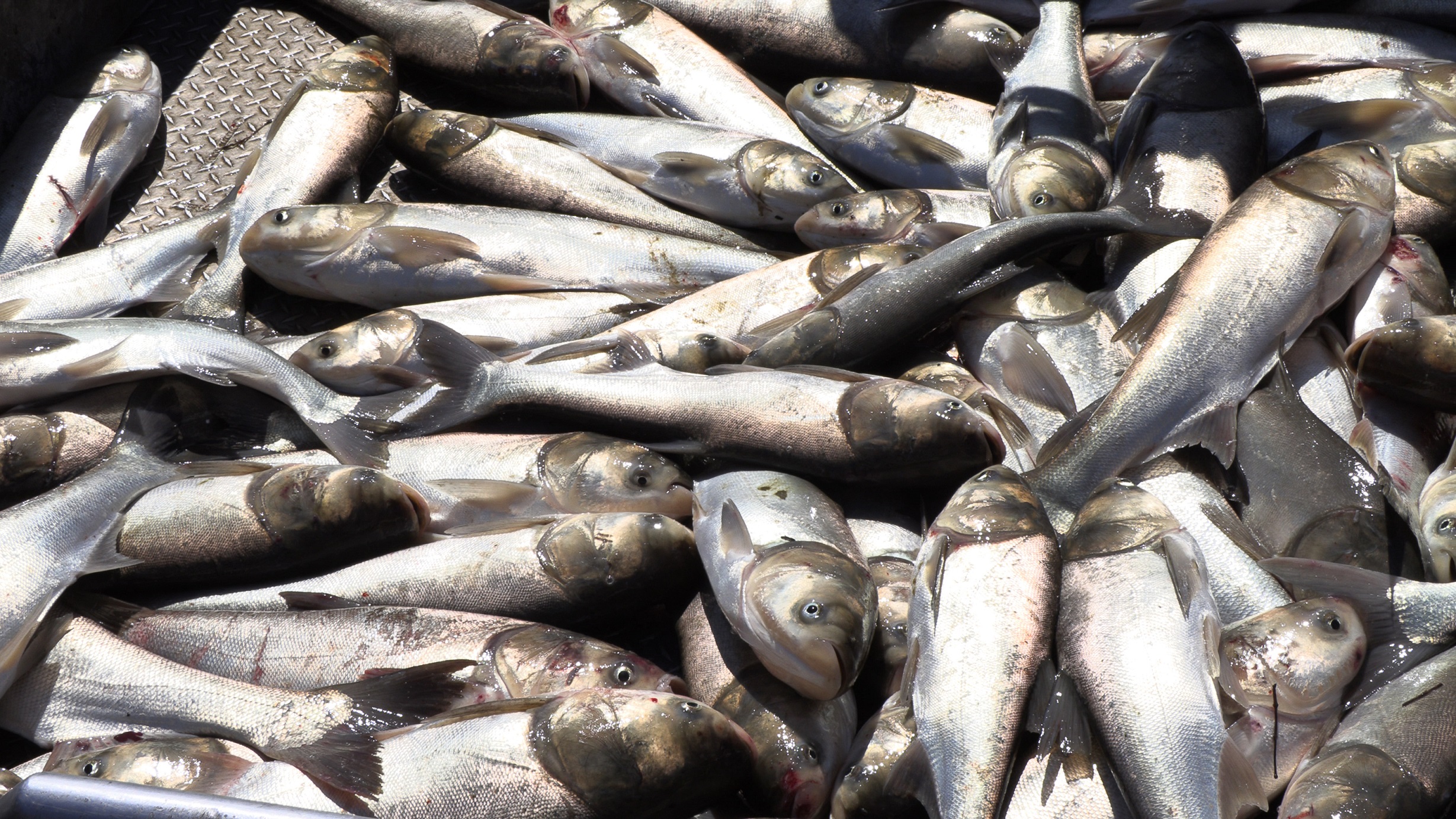 Nothing goes to waste. Silver Carp fillets are shipped to 11 countries worldwide. The heads are shipped to the northeast U.S. to be used as bait in lobster traps, the rest is turned into fertilizer.