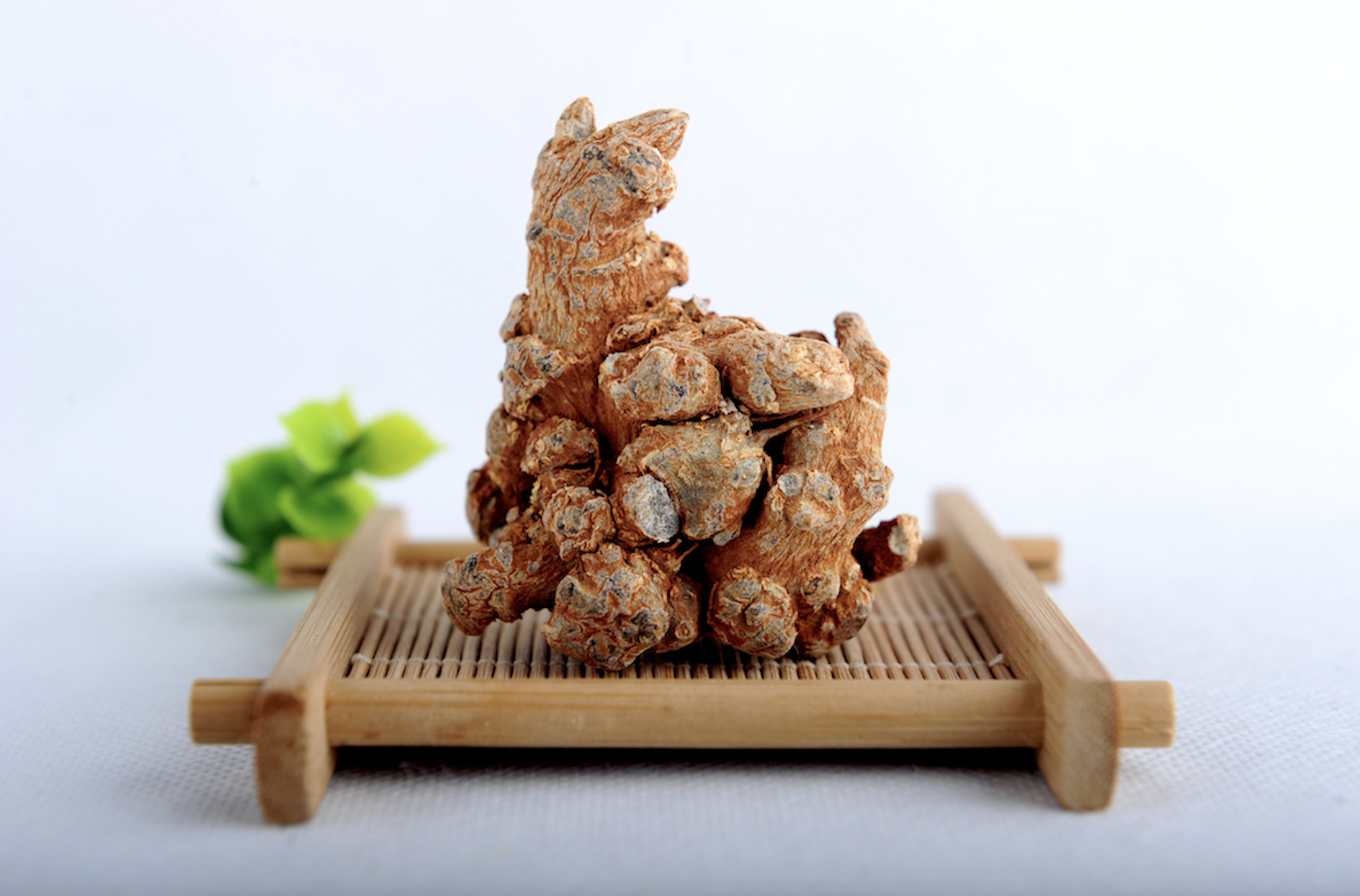 Notoginseng Root