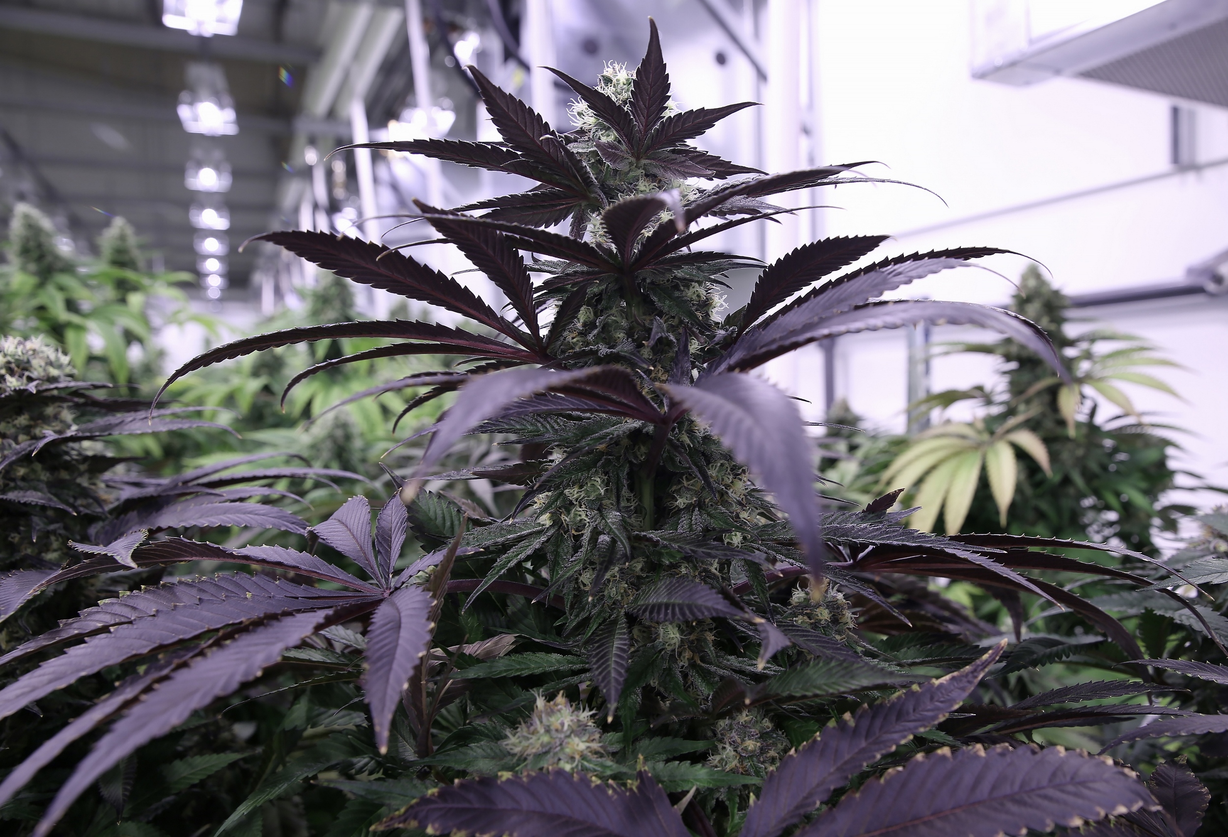Close-up of AltMed Florida cannabis cultivation in Apollo Beach Photo
