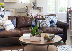 Two double-spike orchids with white/purple spotted blooms in a ten inch long rose gold planter on a circular coffee table in front of a large leather sofa.