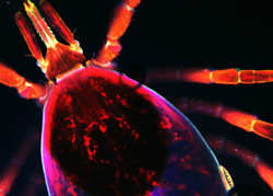 Fluorescent black-legged tick, University of Maryland