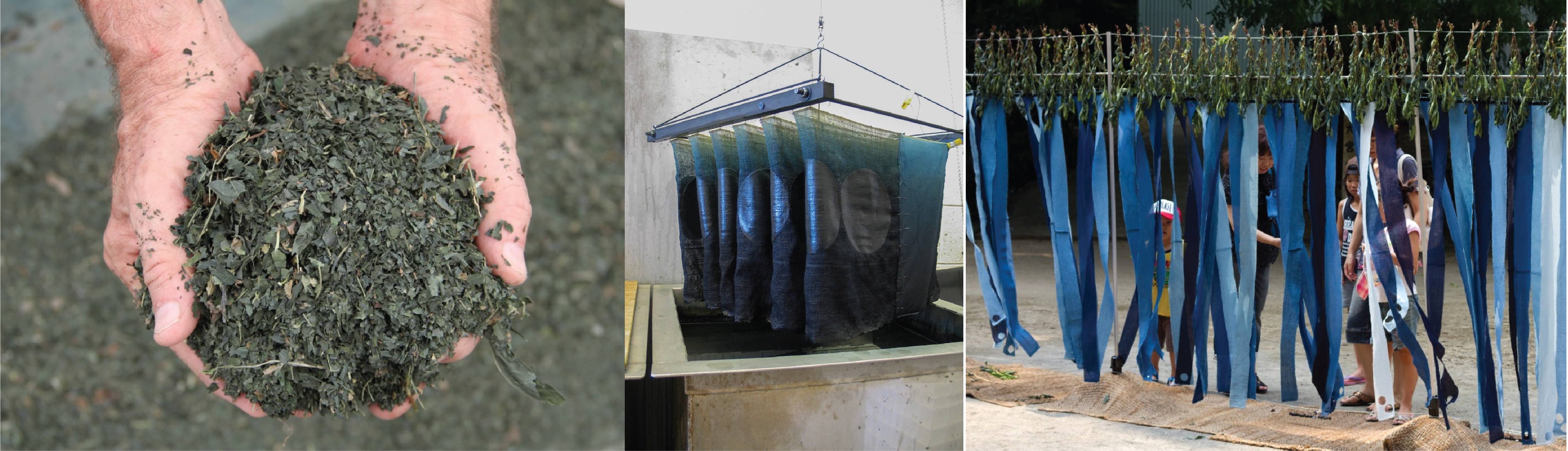 Left: Indigo Leaves. Center: Indigo Dyeing. Right: Rowland Ricketts , I am Ai, We are Ai – Returning Indigo, installation, 2012 National Cultural Festival, Tokushima Japan. Courtesy, Ricketts Indigo.