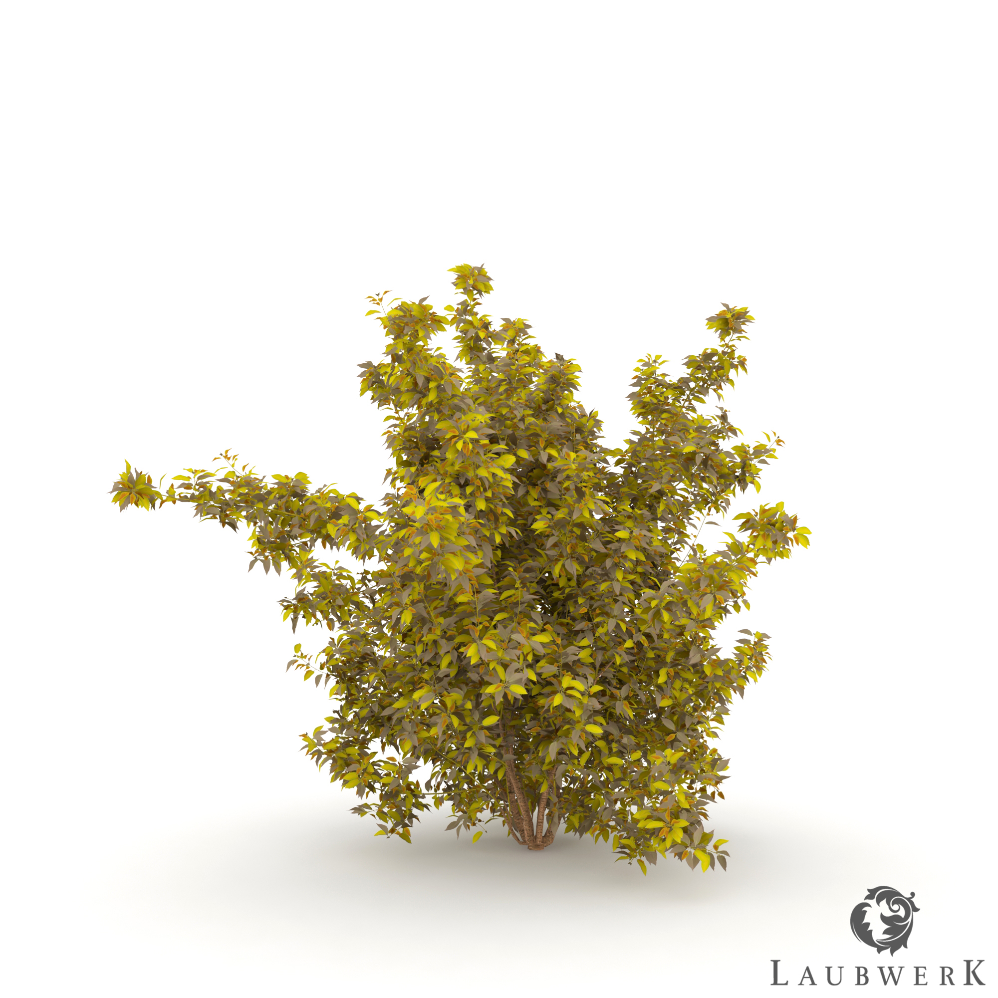 RPC of Border Forsythia