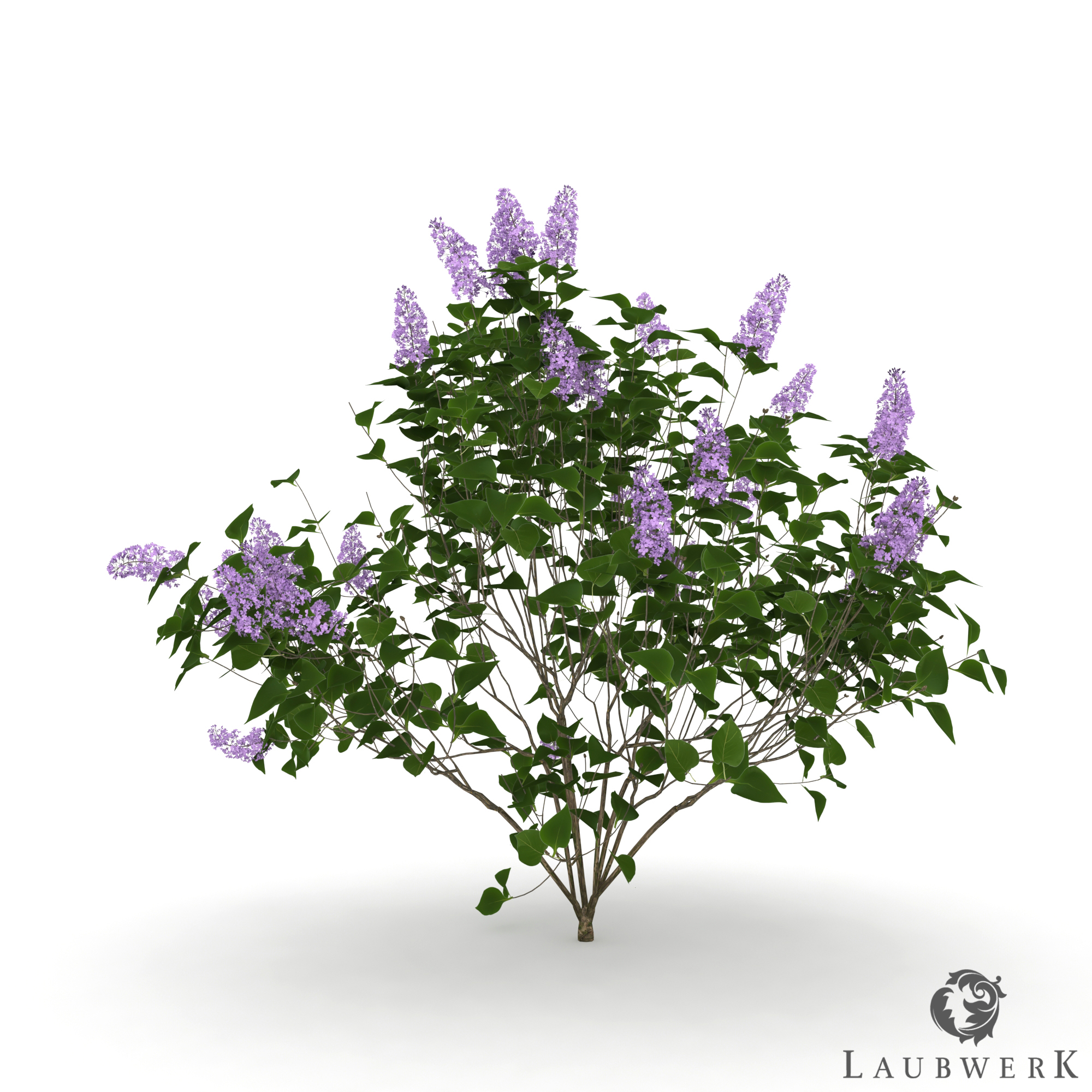 RPC of Common Lilac