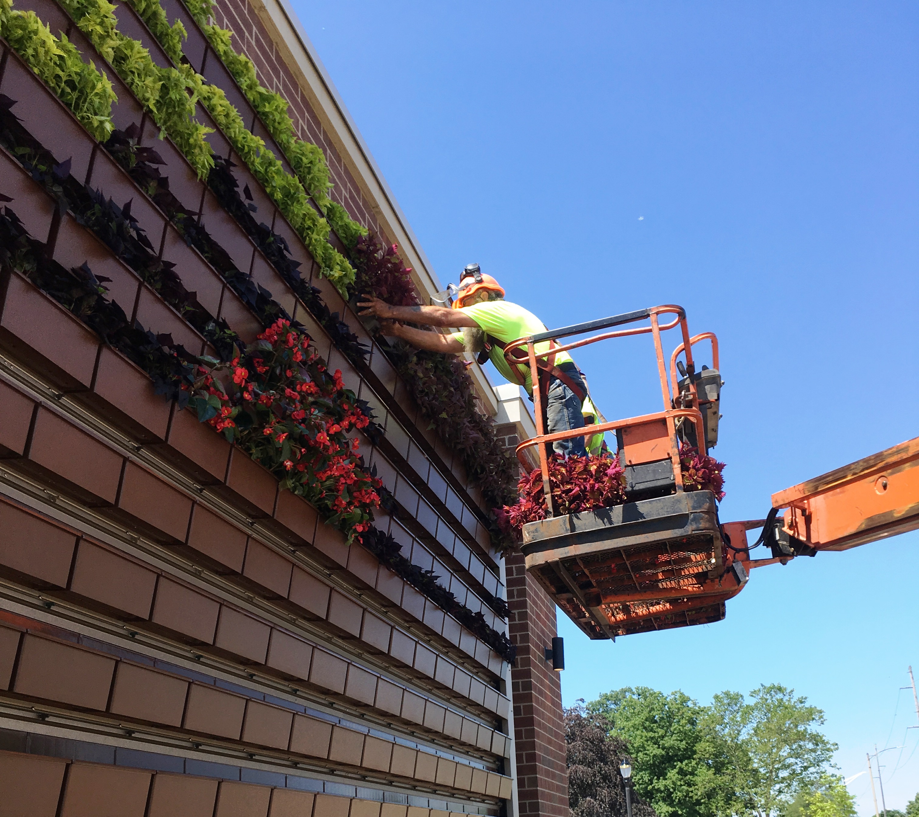 The living wall is home to six different annual plants.